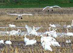 Cygnus columbianus