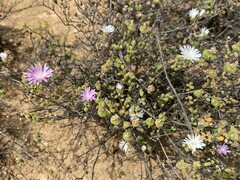 Drosanthemum globosum