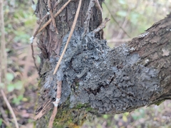 Leptogium brebissonii