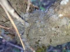 Leptogium brebissonii