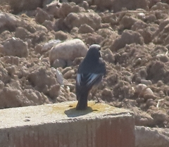 Phoenicurus ochruros