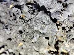 Leptogium brebissonii