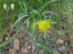 Calochortus pulchellus