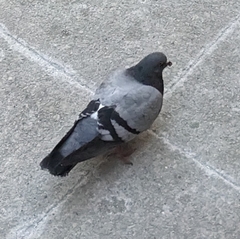 Columba livia domestica