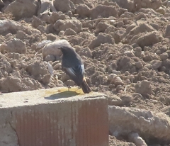 Phoenicurus ochruros