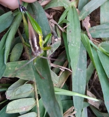 Orthoptera