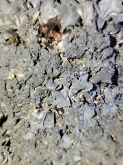 Leptogium brebissonii