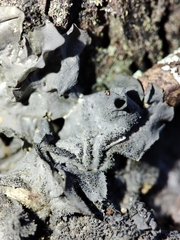 Leptogium brebissonii