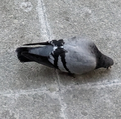 Columba livia domestica