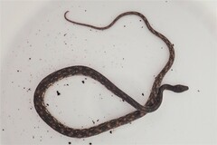 Nothopsis rugosus