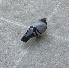 Columba livia domestica