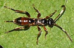 Pleolophus indistinctus