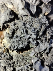 Leptogium brebissonii