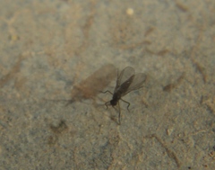 Empidoidea