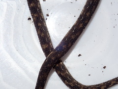 Nothopsis rugosus