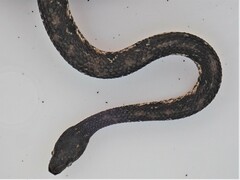 Nothopsis rugosus