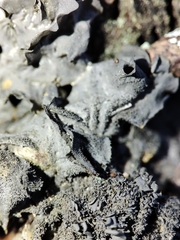 Leptogium brebissonii