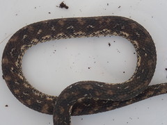Nothopsis rugosus