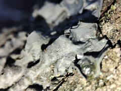 Leptogium brebissonii