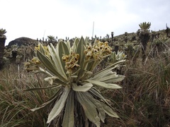 Espeletia pycnophylla