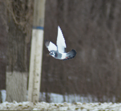 Columba livia domestica