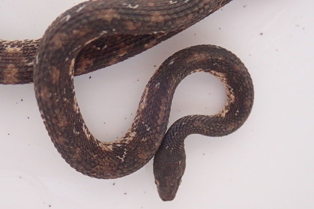 Rough Coffee Snake