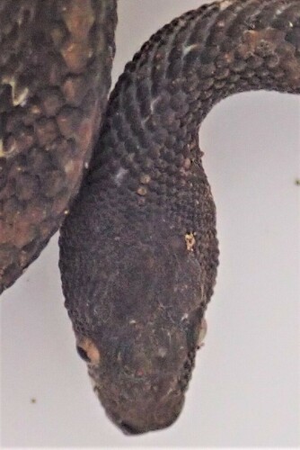 Rough Coffee Snake