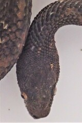 Nothopsis rugosus