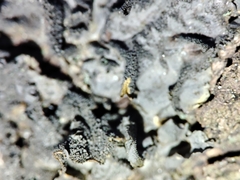 Leptogium brebissonii