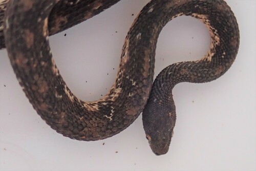 Rough Coffee Snake