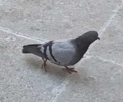 Columba livia domestica
