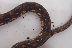 Nothopsis rugosus