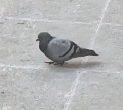Columba livia domestica
