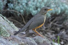 Turdus olivaceus