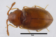 Atomaria lewisi