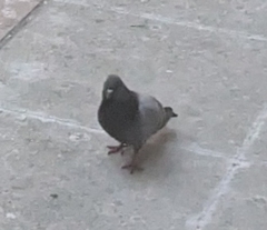 Columba livia domestica