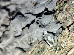 Leptogium brebissonii