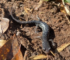 Plethodon grobmani