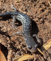 Plethodon grobmani