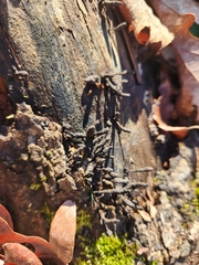 Stemonitopsis typhina