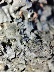 Leptogium brebissonii