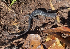Plethodon grobmani