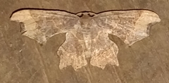 Calledapteryx dryopterata