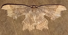 Calledapteryx dryopterata