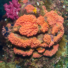 Tubastraea coccinea