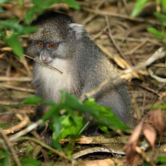 Cercopithecus mitis