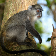 Cercopithecus mitis