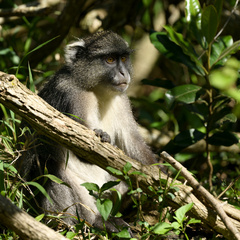 Cercopithecus mitis
