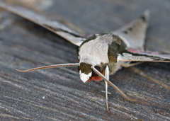 Adhemarius gannascus