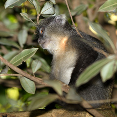 Cercopithecus mitis